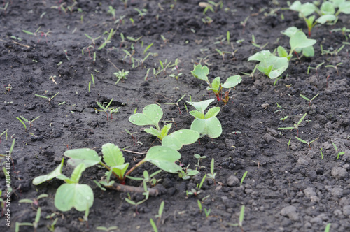 Young green sprouts of radish in the garden on the ground.