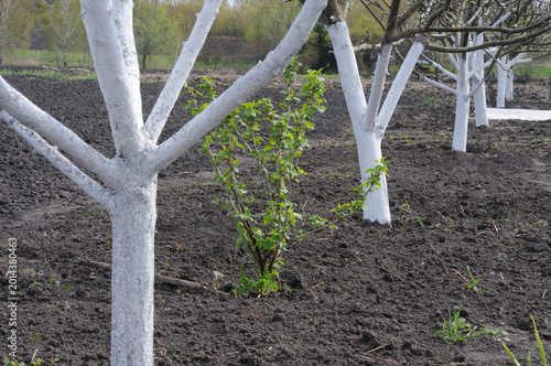 Plantation of apple trees in the garden in early spring.