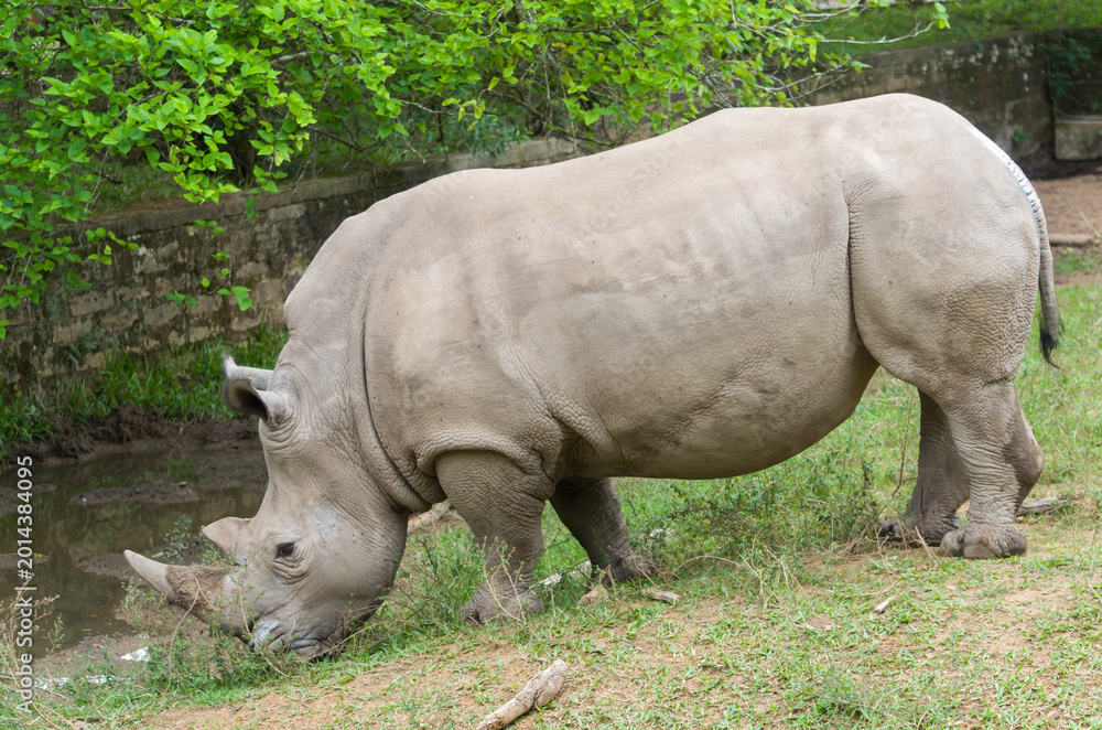 Fototapeta premium Close-Up Side Profile of White Rhinoceros Near Muddy Water in Natural Habitat