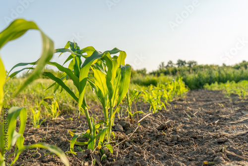Corn Plants Grow in a Field Under the Clear Sky During Daylight
