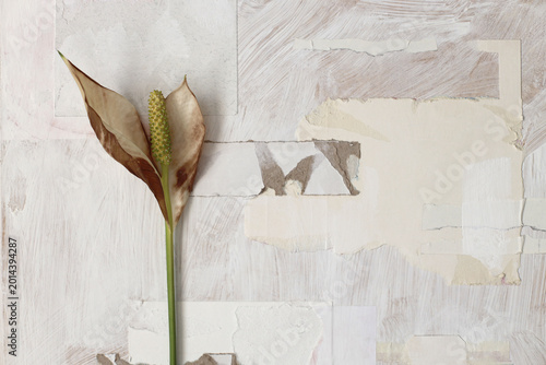 Dry Spathiphyllum Flower on crack crumble paper, canvas wall. Gray, beige white copy space grunge relief texture poster background.