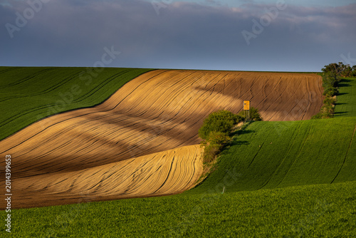 Spring rolling landscape before sunset - brown plowed fields contrast with green meadows. On the terrain wave there are trees and a hunter's perch.
