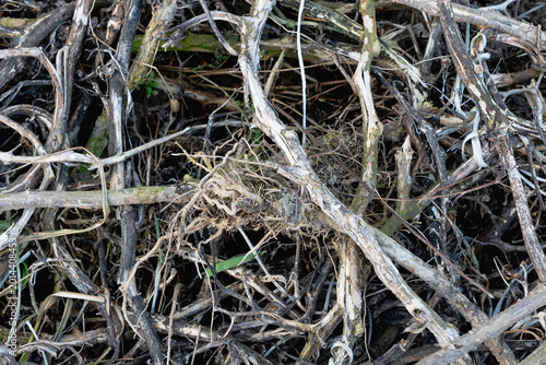 Slika na platnu Bird S Nest Made of Twigs and Grass in Dry Branches Symbol of New Beginnings and