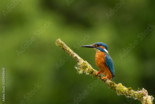 Tableau sur toile European Kingfisher perched on a plain natural background in the UK