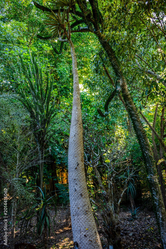 Fototapeta premium Madagascar palm tree with a spiny trunk standing in a dense forest