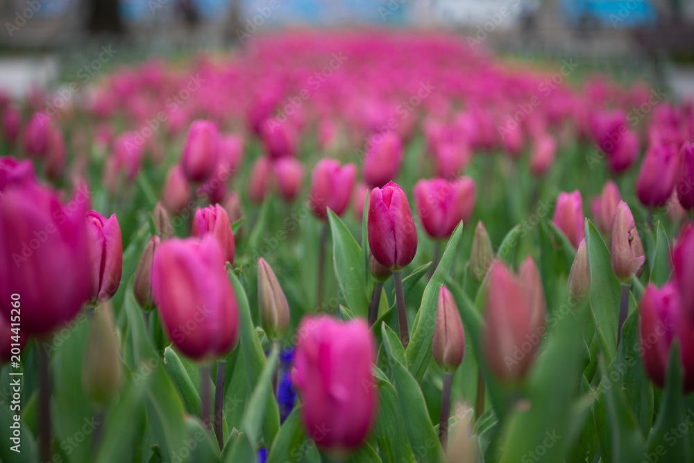 Fototapeta premium Parterre de tulipes