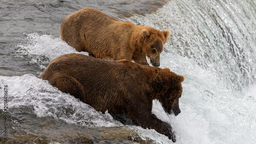 Alaskan brown kodiak bears [ursus arctos] fishing at Brooks Falls in Katmai National Park Alaska United States
