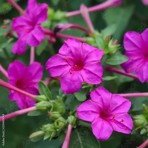 Close-up view of beautiful magenta Marvel of Peru blossoms, highlighting the delicate texture of the petals and the natural beauty of garden flora.