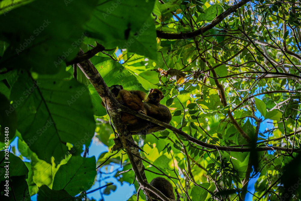 Fototapeta premium Red-fronted lemurs resting on a tree branch in the Kirindy Forest