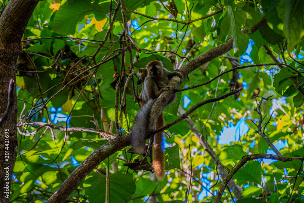 Fototapeta premium Red-fronted lemurs resting on a tree branch near Morondava