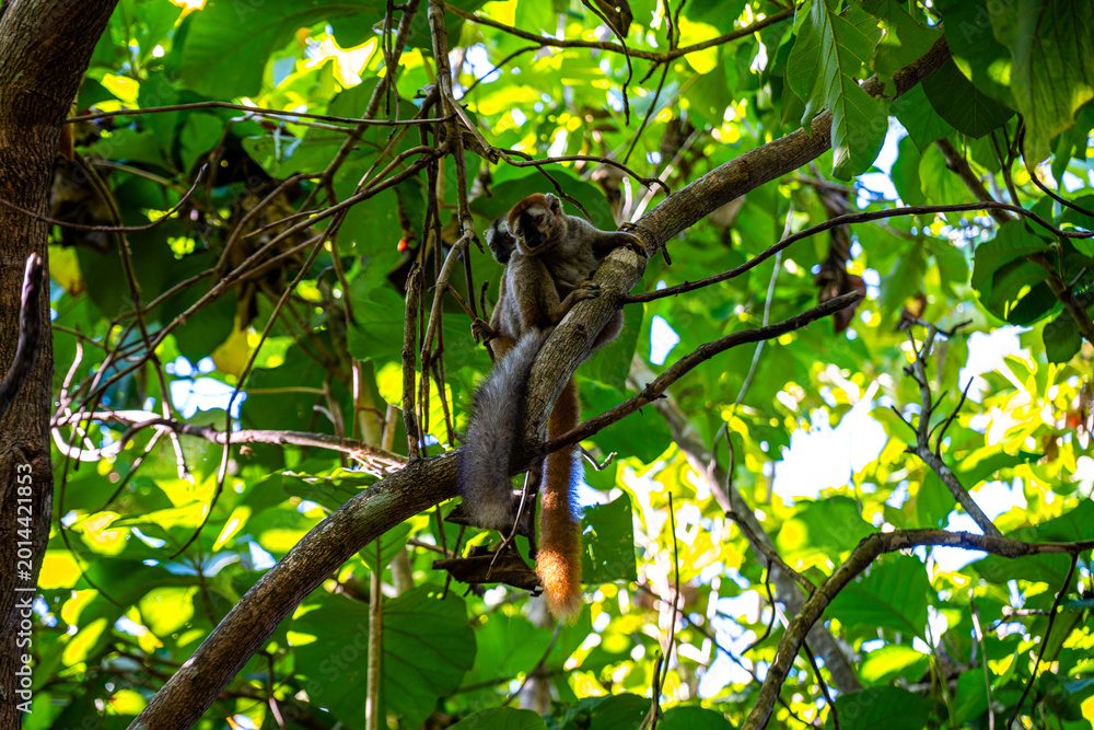 Fototapeta premium Red-fronted brown lemur perched on a tree branch in Kirindy Forest