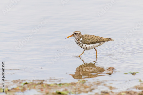фотографія 00909-00305 Spotted Sandpiper (Actitis macularius) stretching feeding in wetland Marion Co