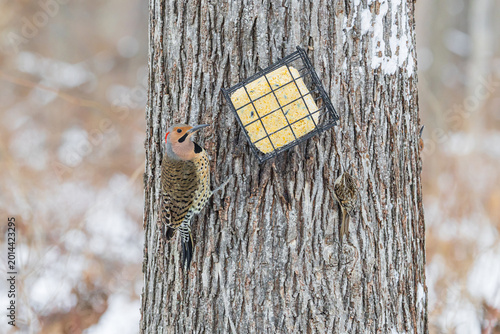 Canvastavla 01193-02507 Northern Flicker (Colaptes auratus) male eating at suet basket Marion Co