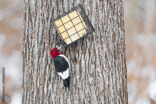 Bild auf Leinwand 01197-04308 Red-headed Woodpecker (Melanerpes erythrocephalus) eating suet Marion Co