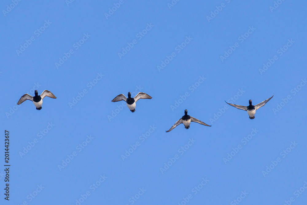 Fototapeta premium 00740-00820 Lesser Scaup (Aythra affinis) in flight Clinton Co. IL