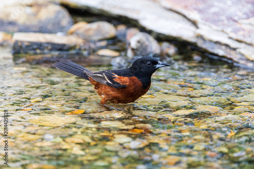 Fotografie 01618-02015 Orchard Oriole (Icterus spurius) male bathing Marion Co