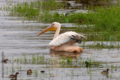 Canvas Print Great White Pelican paddling and feeding in Lake Nakuru National Park in Kenya A