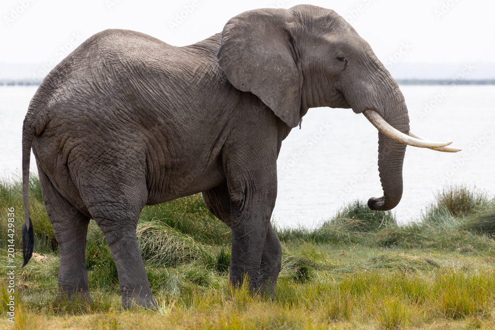 Fototapeta premium African elephant bull tusker in front of lake in Amboseli National Park in East Africa Kenya KEN