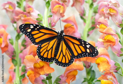 Schilderij op canvas Macro of a monarch butterfly (danaus plexippus) resting on snapdragon flowers
