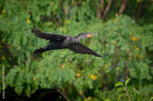 Double Crested Cormorant flying over a lake on warm summer morning, Fishers, Indiana. 