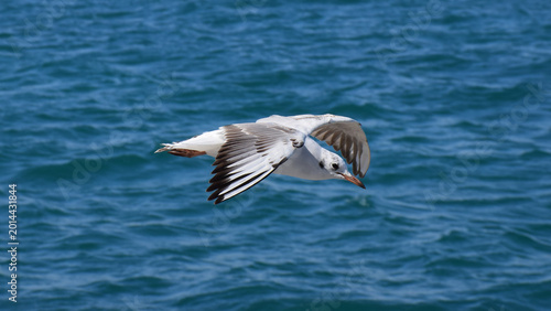 A seagull glides gracefully over the blue sea.