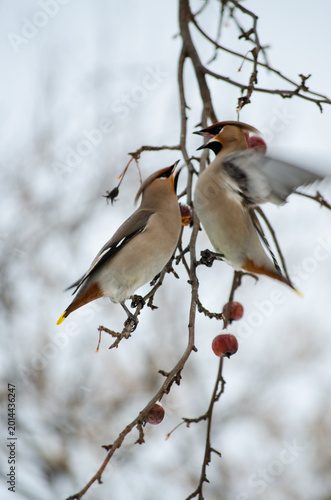 Waxwing