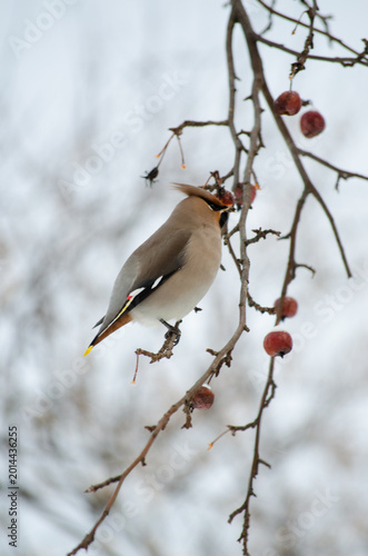 Waxwing