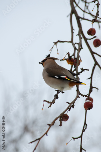 Waxwing