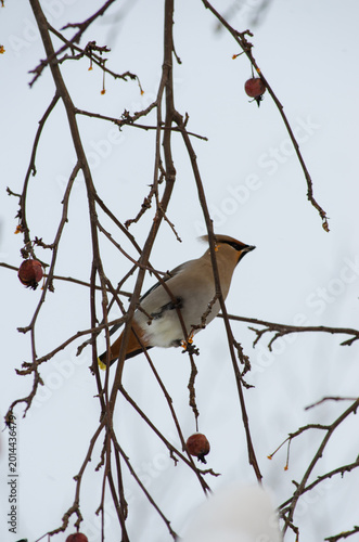 Waxwing
