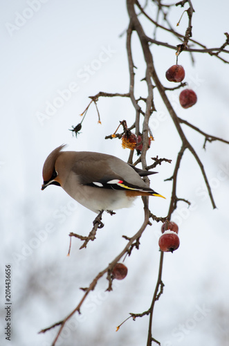 Waxwing
