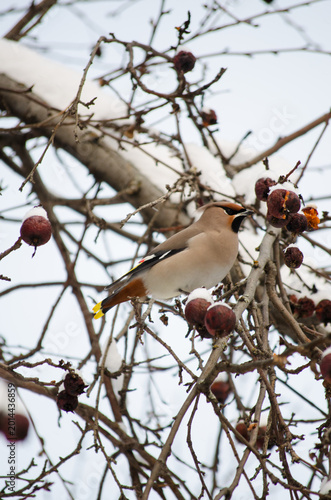 Waxwing