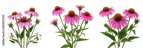 Foto Set of Vibrant Pink Echinacea Flowers Isolated on White Background - Medicinal B