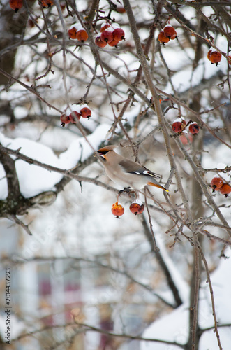 Waxwing