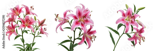 Obraz na plátně Elegant Pink Stargazer Lily Flower on a Stem Isolated on White Background - Frag