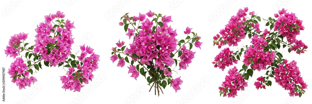 Obraz premium Vibrant Pink Bougainvillea Flower Clusters Isolated on White Background; Blooming Tropical Paperflowers with Green Leaves, Ornamental Climbing Vine Blossoms for Summer Garden Design and Exotic Landsca