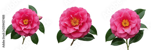 Cuadro en lienzo Set of Vibrant Magenta Pink Camellia Flowers Isolated on White Background; Beaut