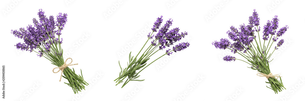 Fototapeta premium Tied Bunch of Fresh Purple Lavender Herbs Isolated on White Background - Aromatic Botanical Element for Culinary Branding, Natural Skincare Marketing, and Wellness Design Assets