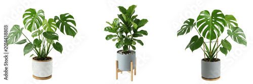 Valokuva Lush Green Fiddle Leaf Fig Tree in a Modern Pot Isolated on White Background - T