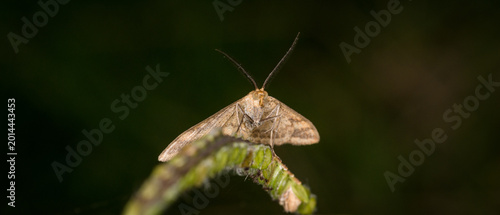 Obraz na plátne Scopula rubraria, also called a plantain moth, is a species of moth of the famil