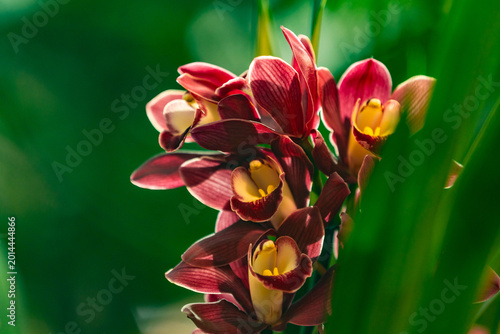 Photos Close-up of blooming Cymbidium orchid with deep burgundy petals and yellow centers, illuminated by warm natural sunlight