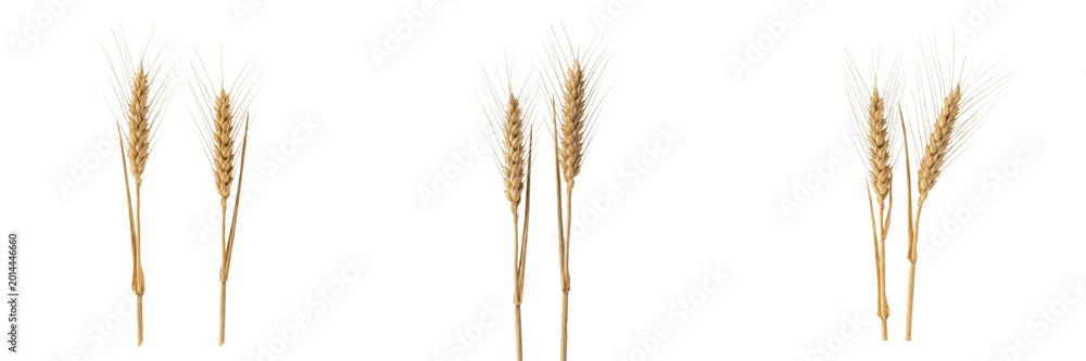 Fototapeta premium Set and collection of dried wheat stalks isolated on white background
