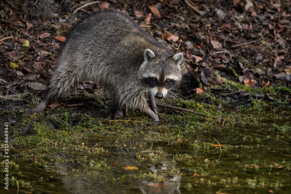Obraz premium A Racoon in a Florida Neighborhood