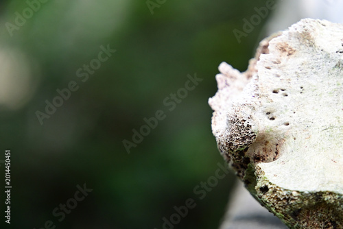 Tablou pe pânză extreme macro shot of porous animal bone texture, close up of weathered bone sur