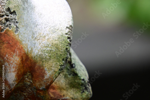 Tableau sur toile extreme macro shot of porous animal bone texture, close up of weathered bone sur