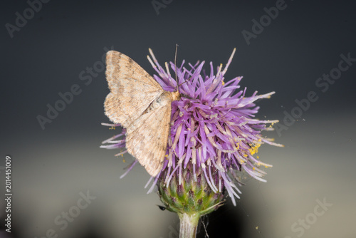 Quadro em tela Scopula rubraria, also called a plantain moth, is a species of moth of the famil