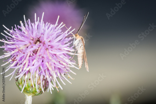 Konstfotografi Scopula rubraria, also called a plantain moth, is a species of moth of the famil