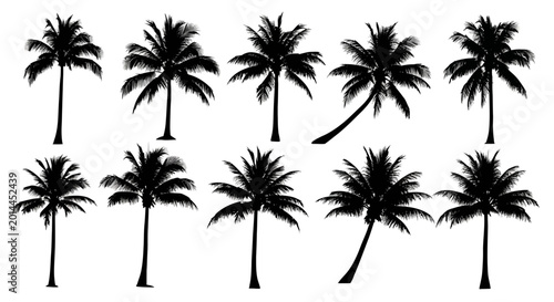 Photos A serene tropical landscape featuring a group of palm trees standing tall in a sunny outdoor environment with lush foliage and slender trunks