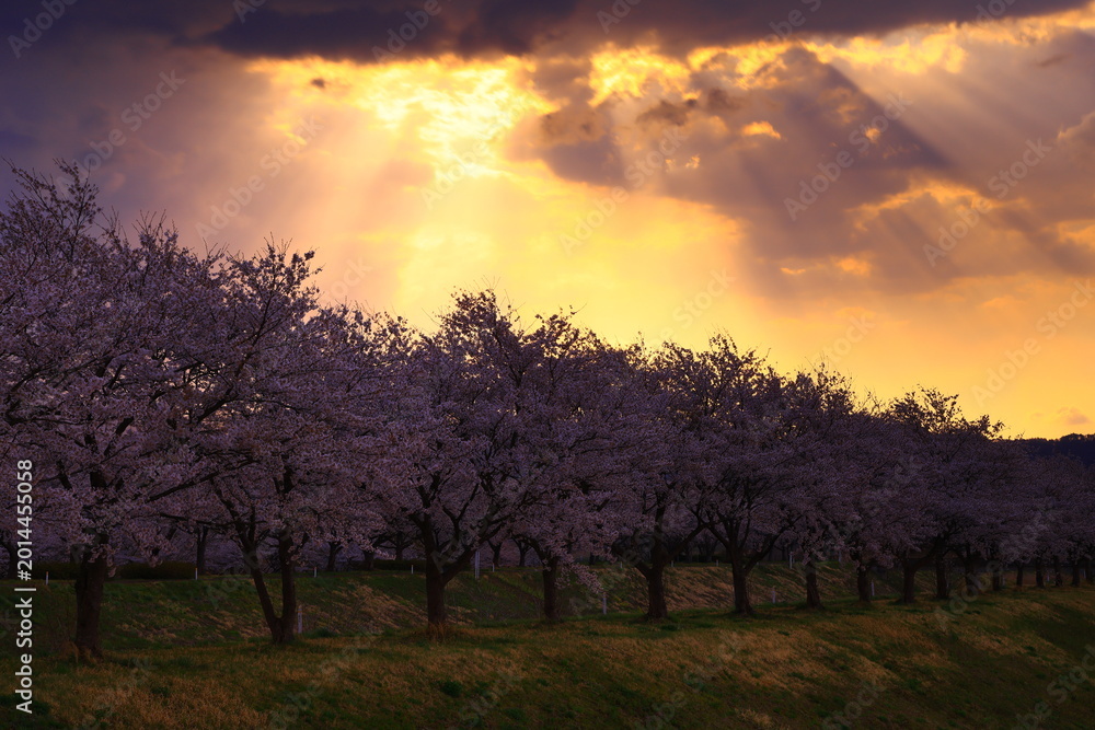 Fototapeta premium 朝焼けと満開の桜