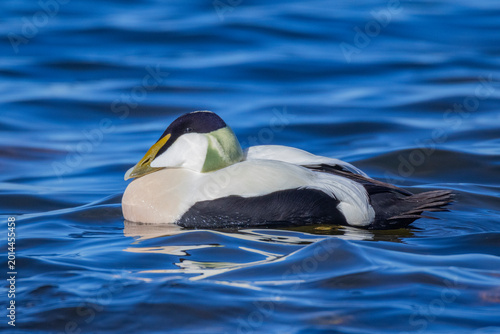 Foto Male Common Eider (Somateria mollissima) on the Baltic Sea off Helsinki