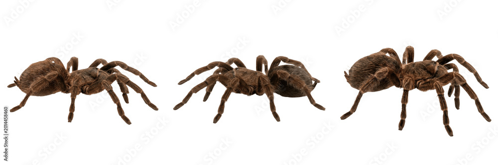 Fototapeta premium Set and collection of brown tarantula spider isolated on white background